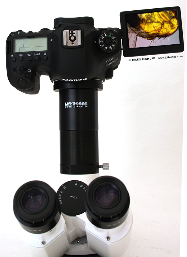 Mikrokospkamera Canon DSLR am Mikroskop