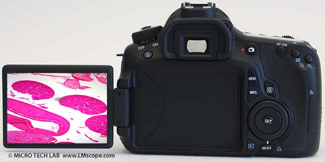 Canon EOS 60D back view with tilting display