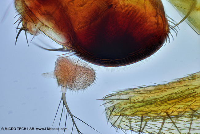 fruit fly with polarized light under the microscope