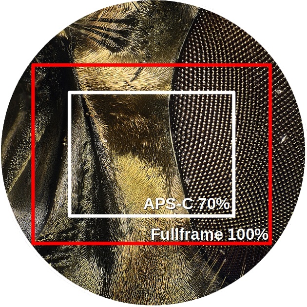Mikroskopaufsatz Adapter FOV Bildfeldgre mit unterschiedlichen Sensoren