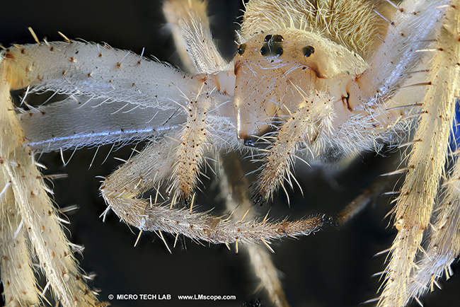 Spider eyes with macroscope and Canon fullframe DSLR