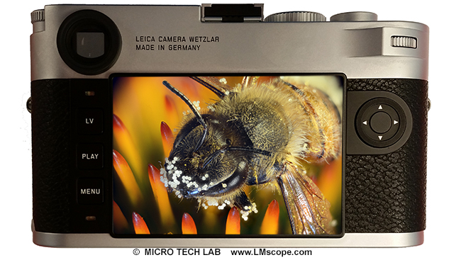 Photographie d insectes avec Leica camera wetzlar M10 macroscopie