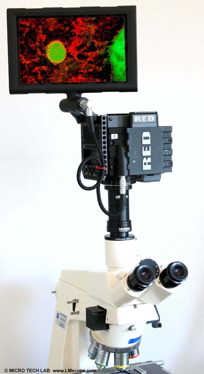 Red Scarlet 4k camera Zeiss Axioskop microscopio