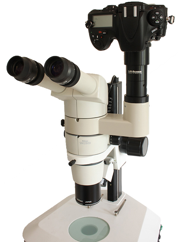 Nikon SMZ800 fototubo camra microscopia
