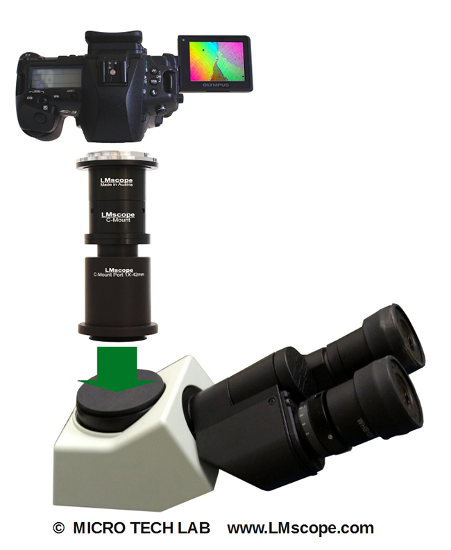 Olympus CKX41 inverted microscope adapter solution DSLR