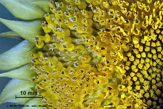 Helianthus annuus LM macroscope nature photography