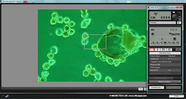 Canon EOS Utility Software Live View mode for microscopy