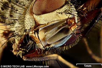 Web Gallery: Photos created with Digital Cameras, Microscope Adapters, LM Macroscopes,Extreme Macro Lenses, addon macro lens, Focus stacking