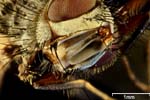 Fotografa macro de una mosca (Brachycera) / aumentacin 32x