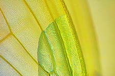 Taufliege (Drosophila) - Detailaufnahme Flgel