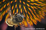 Les pollen de la fleur echinacea purpurea adhrent  une abeille mellifre (Apis)