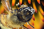 Les pollen de la fleur echinacea purpurea adhrent  une abeille mellifre (Apis)