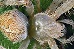 Garten-Kreuzspinne (Araneus diadematus) zweigeteilter Krper