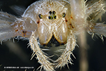 Araa crucera (Araneus diadematus) - 8 ojos e cheliceres