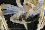 Araa crucera (Araneus diadematus) - pedipalps