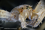 Araa crucera (Araneus diadematus) - pedipalps