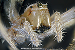 Ofensiva de l'araa crucera (Araneus diadematus)