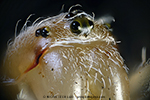 Araa crucera (Araneus diadematus) - detalle: ojos