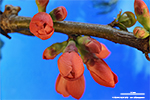 Buds of a flowering quince in spring