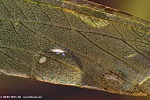 Naturfotografie mit dem LM Makroskop: Flgel einer Heuschrecke mit Wassertropfen