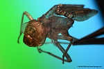 Naturfotografie mit Olympus Stereomikroskop: Libellenlarven Haut mit 10-facher Vergrerung
