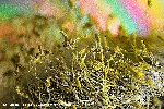 Der Weide auf die Blten geschaut: Palmktzchen unter dem LM Makroskop