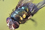 Macro Photography of  a fly (Brachycera / magnification 16x