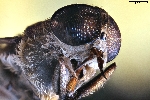 macrophotographie d'un tabanid (Tabanidae) / grossissement 16x