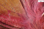 Fotografa macro de gran esfinge morada (Deilephila elpenor) / aumentacin 16x