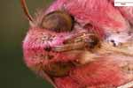 Makrofotografie vom Mittlerer Weinschwrmer (Deilephila elpenor) ist ein Schmetterling (Nachtfalter) aus der Familie der Schwrmer / Vergrerung 16fach