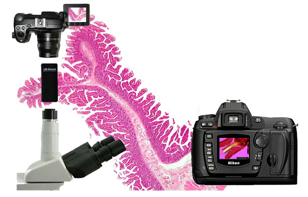 precios para artculos de microscopa