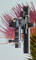 Naturfotografie Extrem Makro /  Anwendungsbeispiel fr das LM Makroskop : Distel