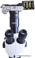 Sony Alpha 7C am Mikroskop : spiegellose Vollformat-Systemkamera mit sehr guter Bildqualitt