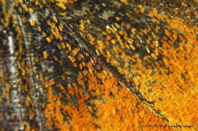 Aberrationen Schmetterlingsflgel mit Nikon SMZ1500