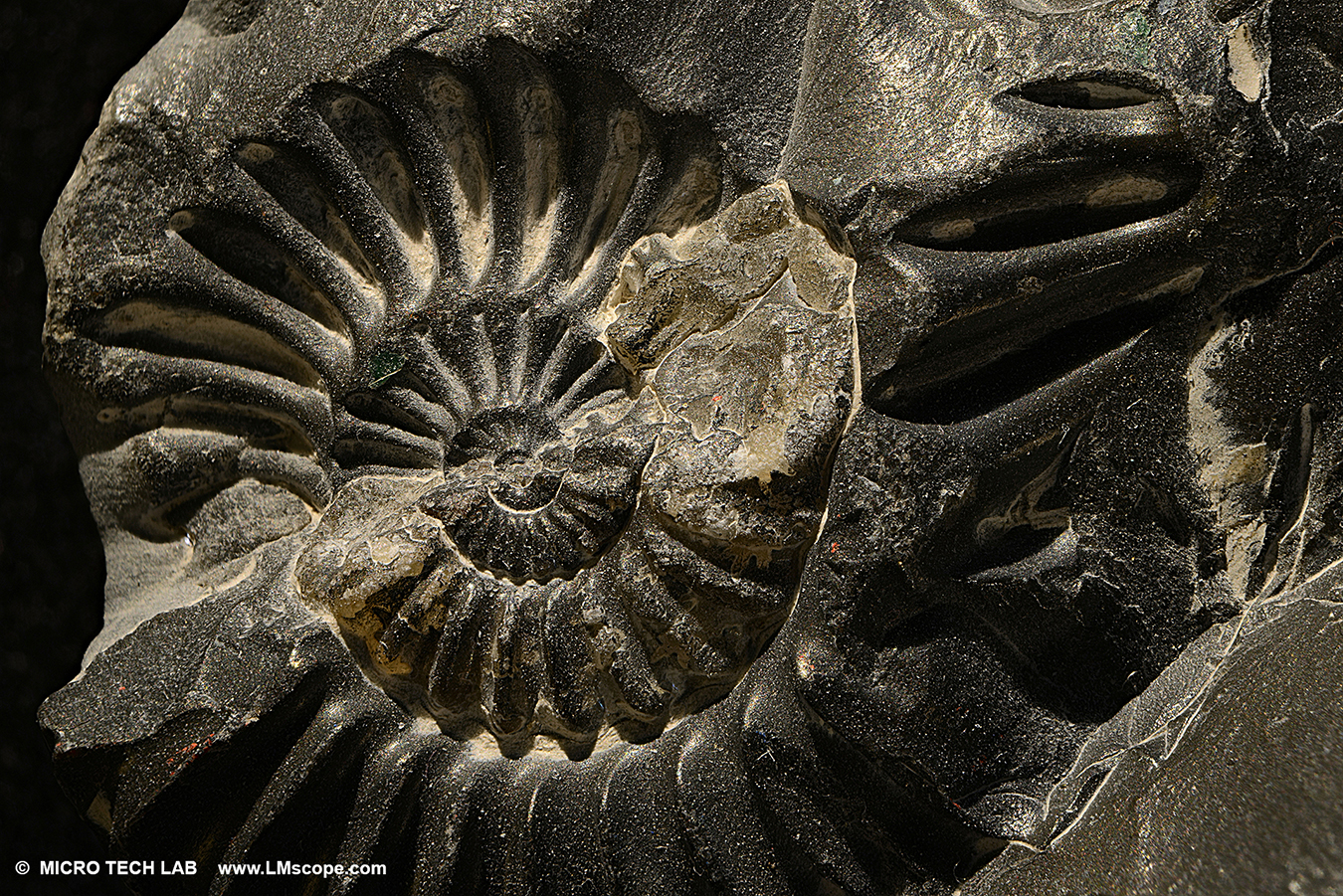 Nikon D850 avec LM macroscope: ammonites