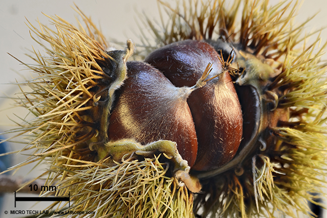 chestnut with burrs mikrophotography