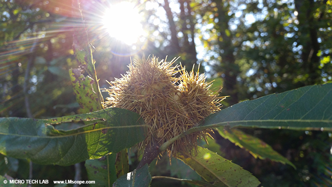 Sweet chestnut on tree with DSLR microscope camera