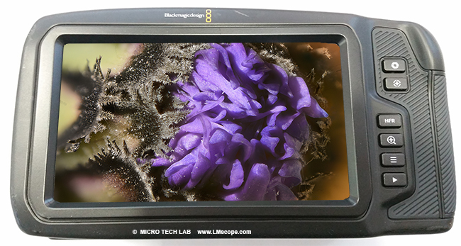 Blackmagic Pocket Cinema camera: camera display macrophoto