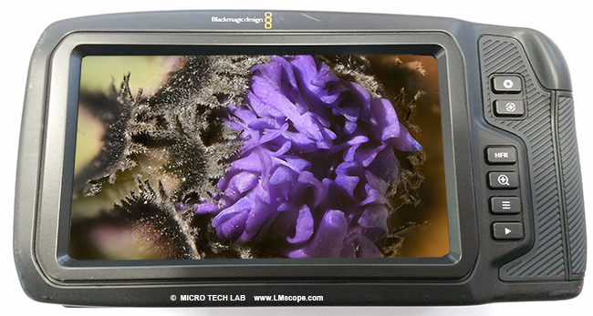 Blackmagic Pocket Cinema Camera : Camera Display Makrofoto