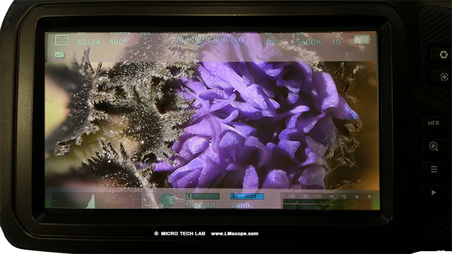 modern cinema camera for microscopy use: blackmagic pocket Overlay with Live Image