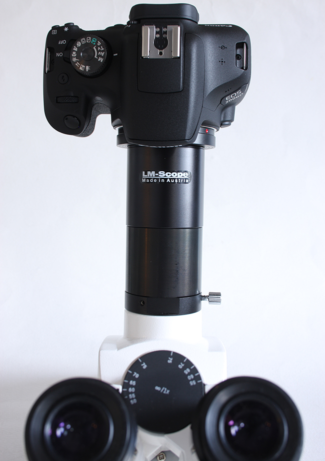 Canon EOS 2000D APS-C Kamera am Fototubus Mikroskop