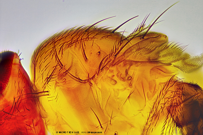 Drosophile avec focus stacking microscopie