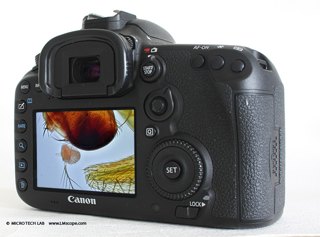 Canon EOS 7D Mark II display für die Mikroskopie