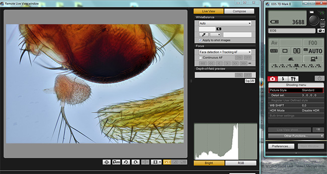 canon Uitlity software Fruchtfliege unter dem Mikroskop