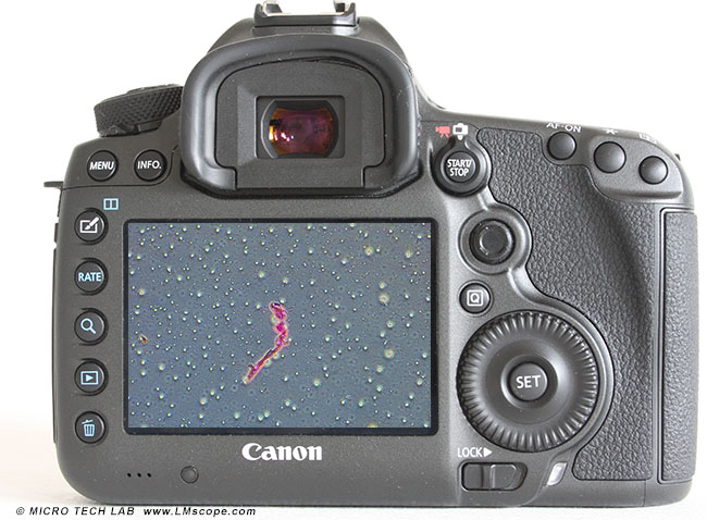 Canon EOS 5DS vue en arrière (spirilles sur moniteur)