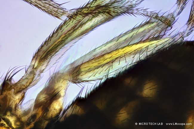 Demobild mit Mikroskop Swift 380T : Insektengliedmaßen bei 100x Vergrößerung