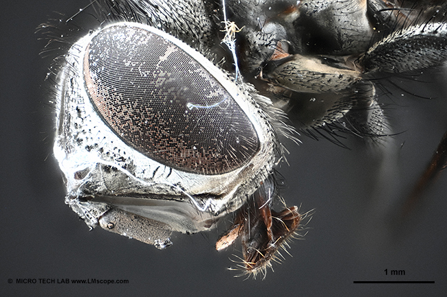 Demo photo with Nikon Z6III fly head under the microscope, compound eyes, macro shot, macro extreme