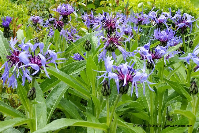 Naturfotografie Makrofoto Blume: Flockenblumen (Centaurea)