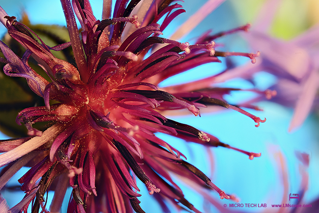 centaurea montana macro photography nature magnification 6x