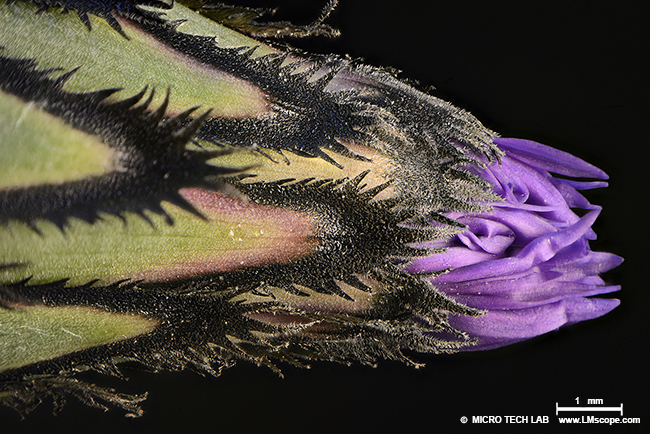 LM macroscope flower with focus stacking DSLR